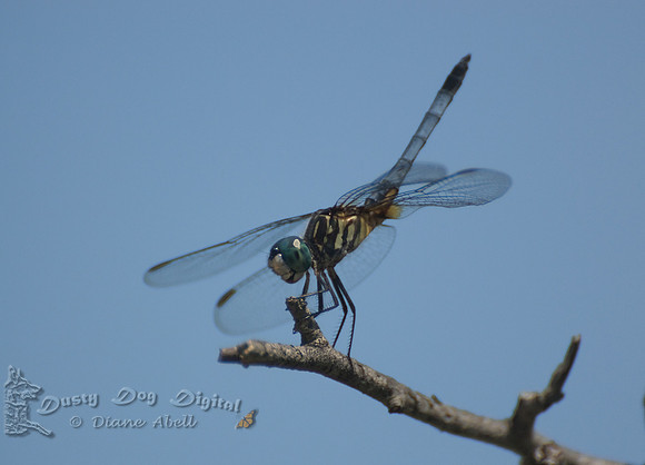 Blue Dasher