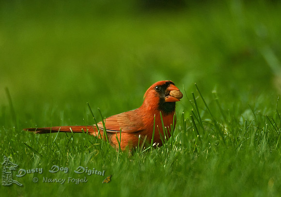 Male Cardinal, Montclair, NJ