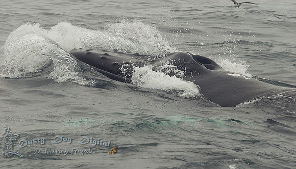 Humpback Whale Swimming