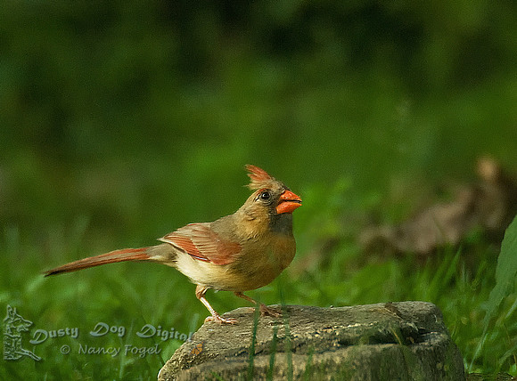 Female Cardinal, Montclair, NJ