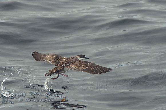 Shearwater Takeoff....