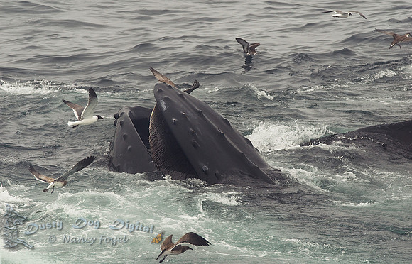 Humpback Whale Bubble Feeding