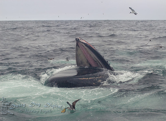 Humpback Whale Bubble Feeding