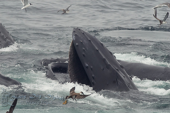 Humpback Whale Feeding with Sea Birds