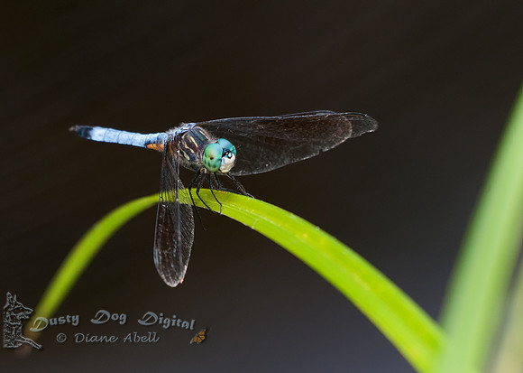 Blue Dasher, male