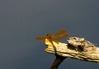 Eastern Amberwing, Perithermis teneraWertheim National Wildlife Refuge, LI