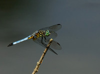 Blue Dasher, Pachydiplax longipennisWertheim National Wildlife Refuge, LI