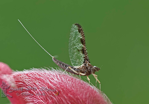 Mayfly on Glory Bush bud
