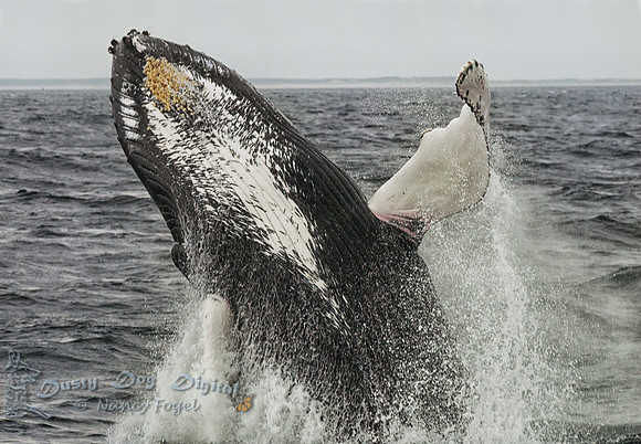 Breaching Humpback Whale