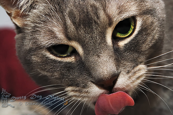 The One With The Tongue