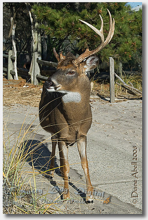 **Copyright to Diane Abell**