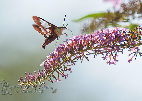 Hummingbird Clearwing, Hemaris thysbe