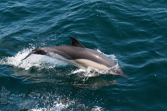 Dolphin Breaking the SurfaceGreat South Channel, Atlantic Ocean