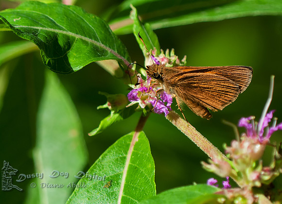 Skipper