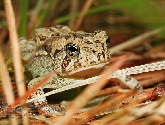 Wetheim Toad