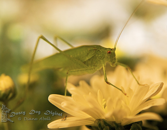 Katydid