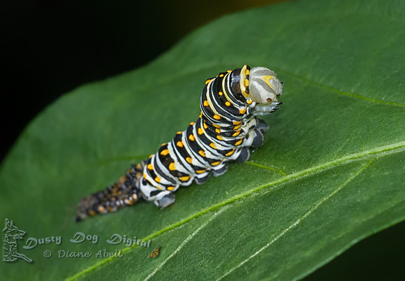 Black Swallowtail Butterfly CaterpillarThird Instar Stage, molt complete