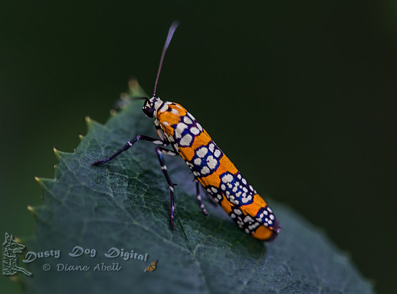 Ailanthus Webworm Moth,Atteva aurea