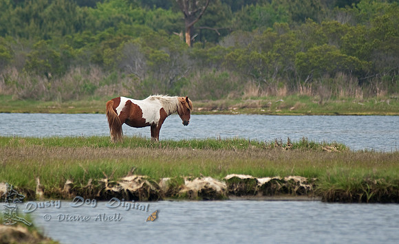 Wild Horse,Assateague Island National Seashore