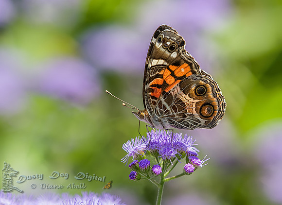 Painted Lady