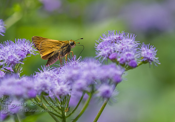 Skipper