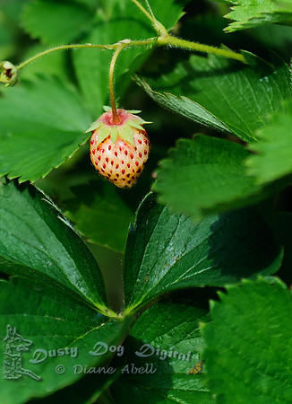 Not ripe.....