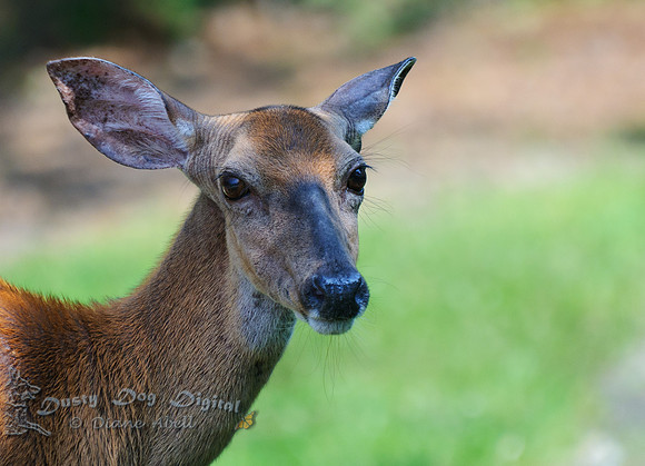 Doe Portrait