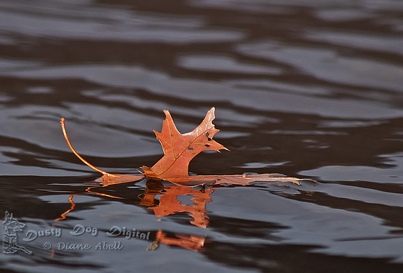 Sometimes, when you can't get a shot of a bird, you just photograph whatever happens to float by.  :-)