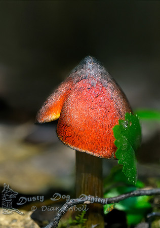 Tiny Red Mushroom, maybe 3/4" highShu Swamp