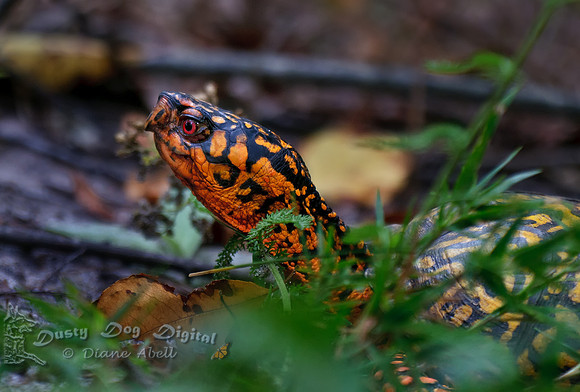 Eastern Box Turtle, male.  Terrapine carolina carolinaTalisman, Fire Island National Seashore