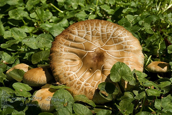 Mushrooms, Planting Fields, Long Island
