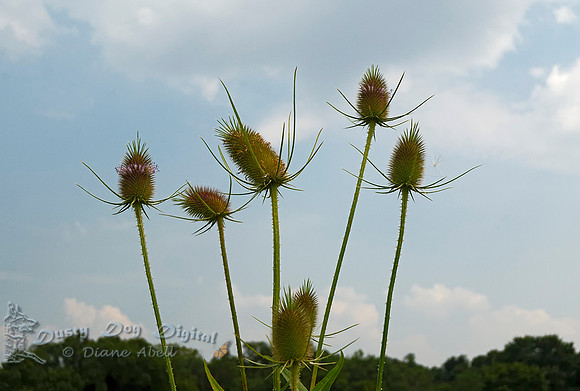 Teasel