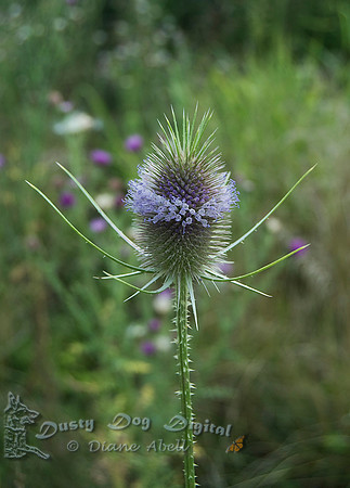 Teasel