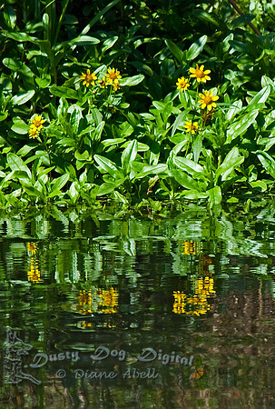 Marsh flowers at water's edgeShu Swamp, Long Island, NY