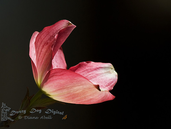 Dogwood