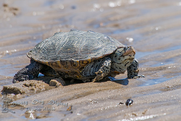 Diamondback Terrapin,Kimble Beach,Cape May Court House, NJ