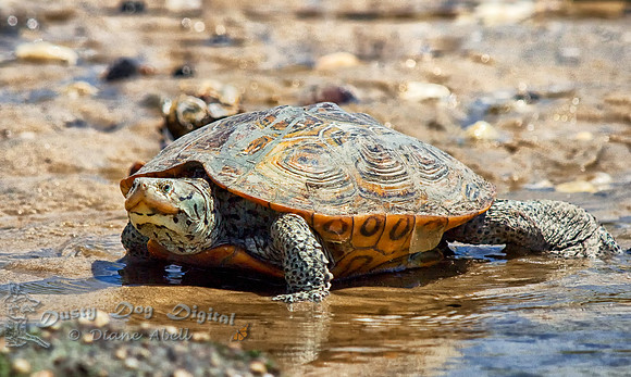 Diamondback Terrapin,Kimble Beach,Cape May Court House, NJ