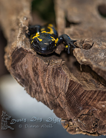 Salamander
