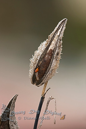 Milkweed seed pod with a milkweed bug