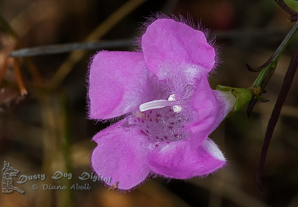 Sandplain Gerardia (Agalinis acuta)Fire Island National Seashore