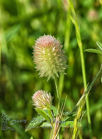 Rabbit-foot CloverTrifolium arvense