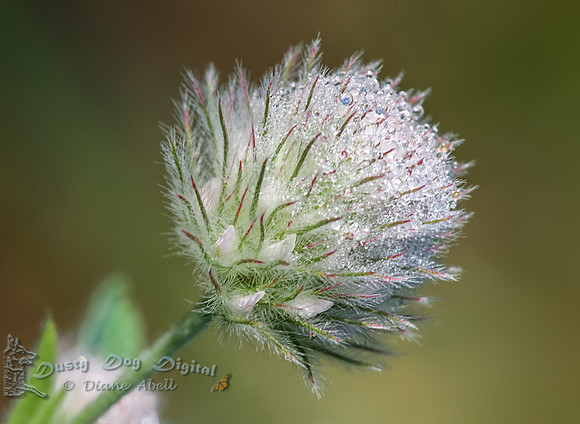 Rabbit-foot CloverTrifolium arvense