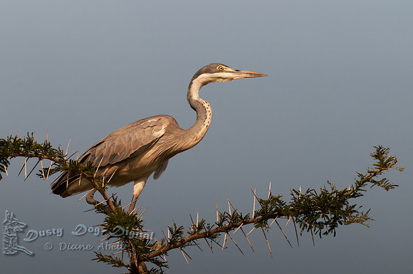 immature Grey Heron, Ardea cinerea,  Queen Elizabeth National Park