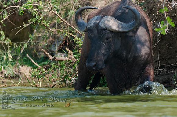 Cape BuffaloKasinga ChannelQueen Elizabeth National Park