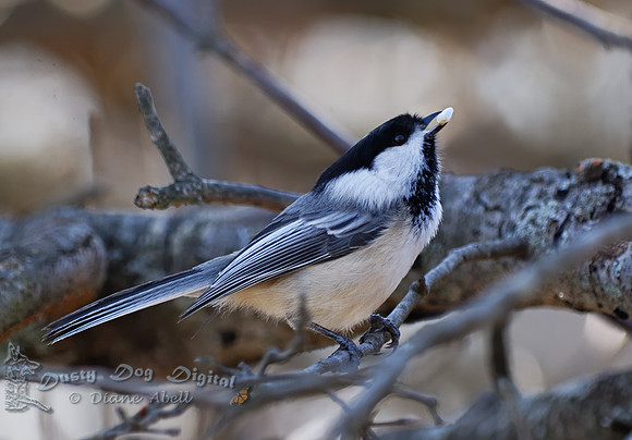 Chickadee