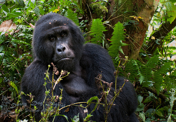 Silverback Gorilla from the Mubare FamilyBwindi Impenetrable Forest