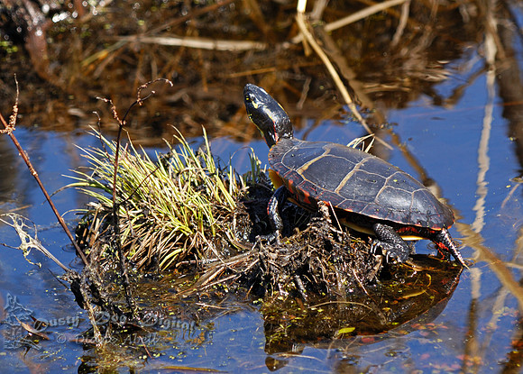 Painted Turtle