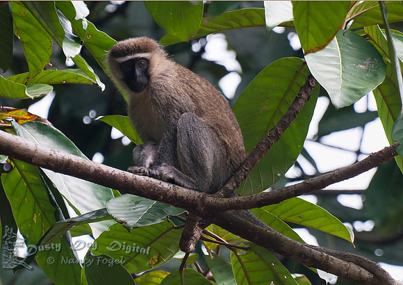 Vervet Monkey  Entebbe Botanical Garden