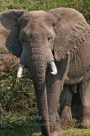 Bull Elephant  Kasinga Channel  Queen Elizabeth National Park