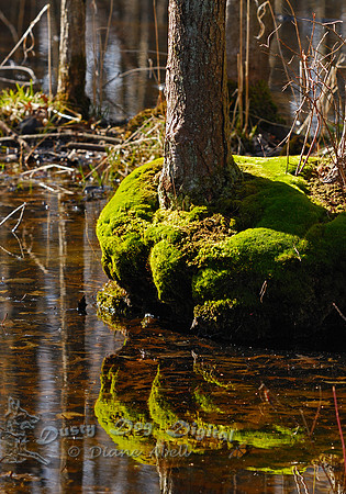 Swamp Detail